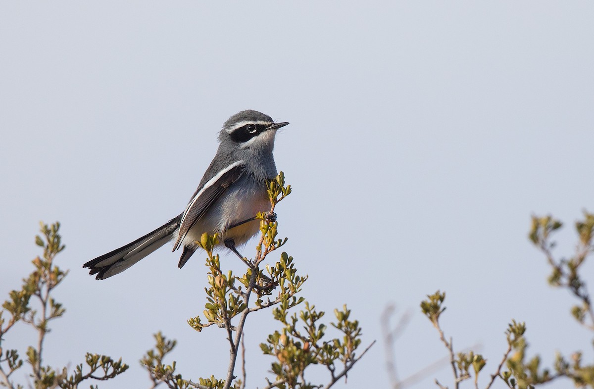 Fairy Flycatcher - ML204671621