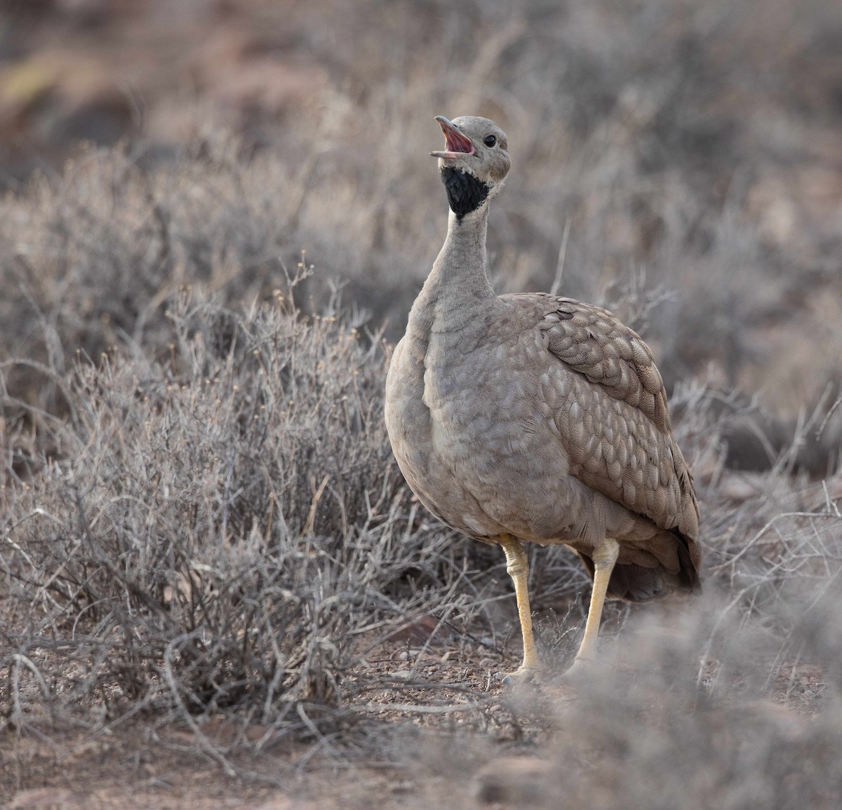 Sisón del Karoo - ML204671631