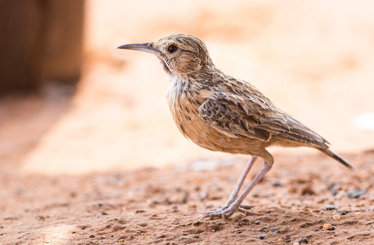 Spike-heeled Lark (Spike-heeled) - Keith Barnes