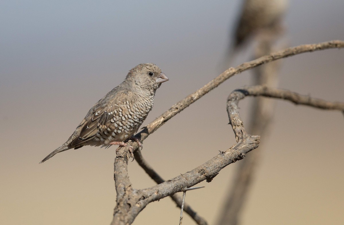 Red-headed Finch - Keith Barnes