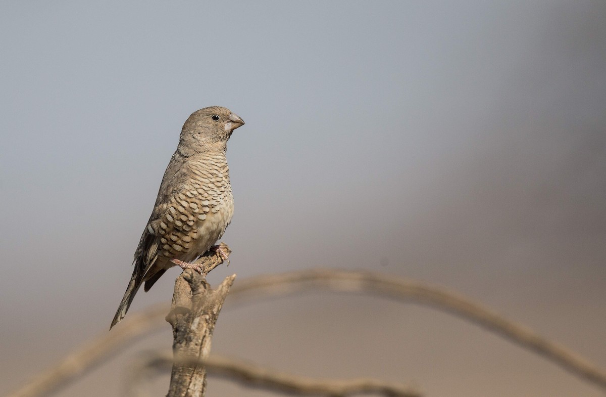 Red-headed Finch - ML204671681