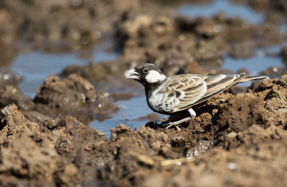 Gray-backed Sparrow-Lark - ML204671691