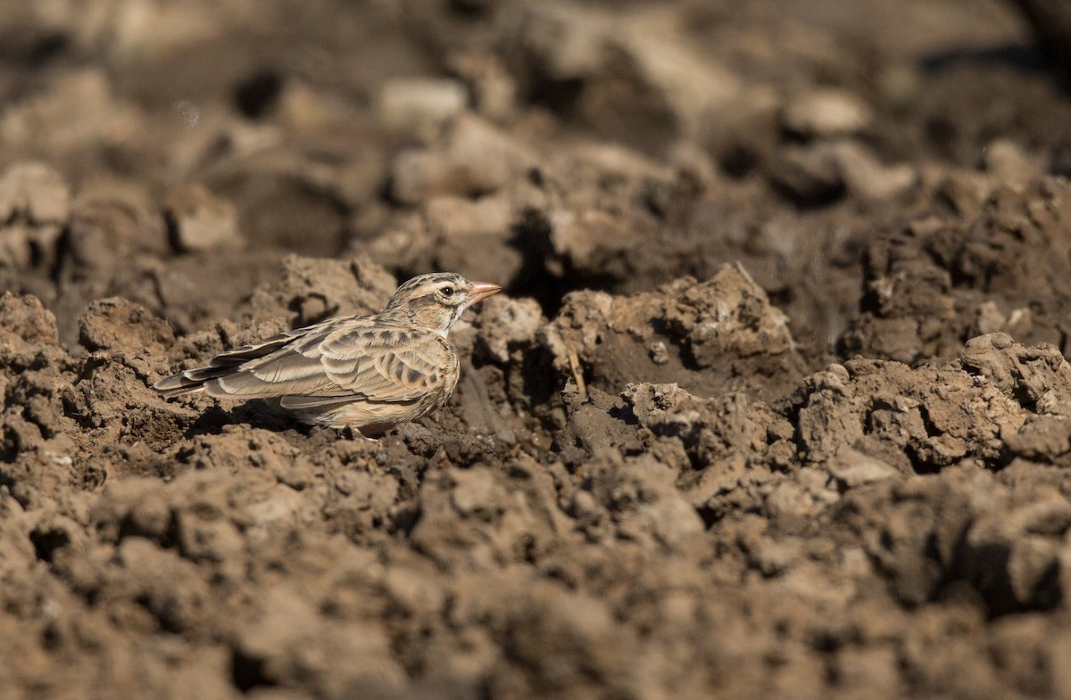 skřivánek růžovozobý - ML204671701