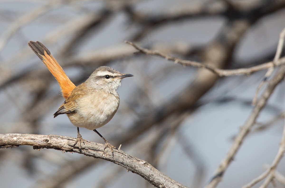 Kalahari Scrub-Robin - Keith Barnes