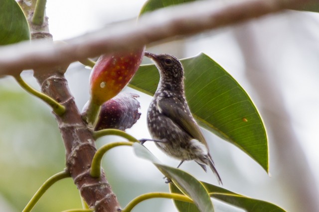 Spotted Berrypecker - Michael Galtry