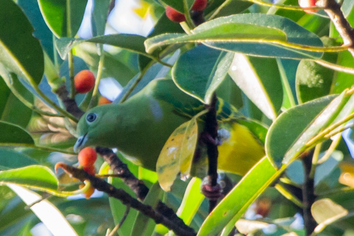 Dwarf Fruit-Dove - ML204671741