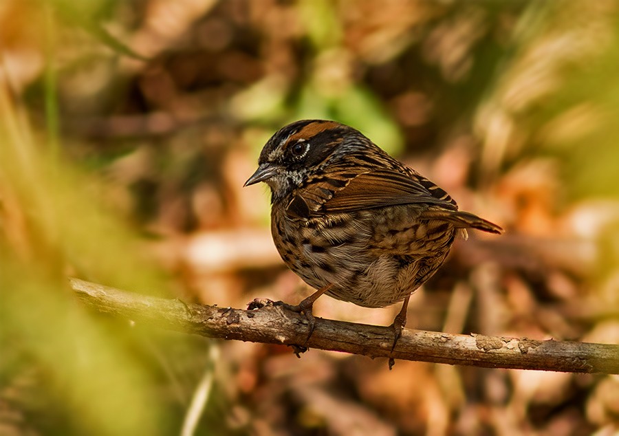 Rufous-breasted Accentor - Solomon Sampath Kumar