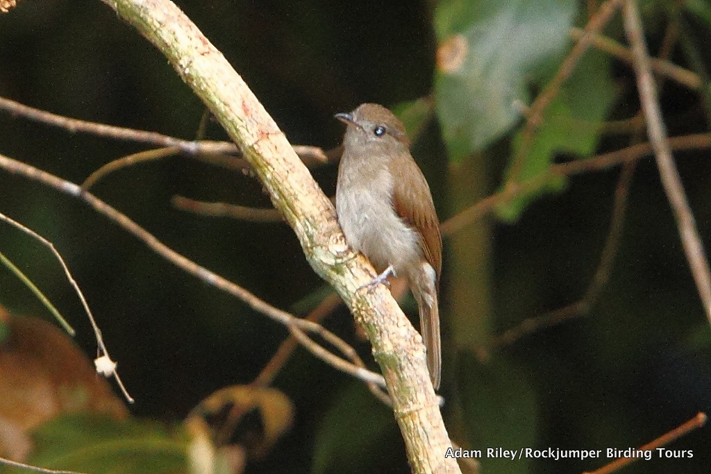 Olivaceous Flycatcher - Adam Riley - Rockjumper Birding Tours