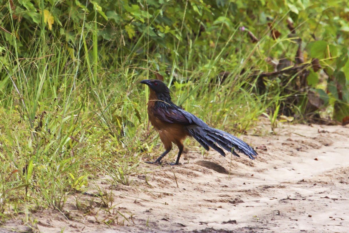 Gabon Coucal - Adam Riley - Rockjumper Birding Tours
