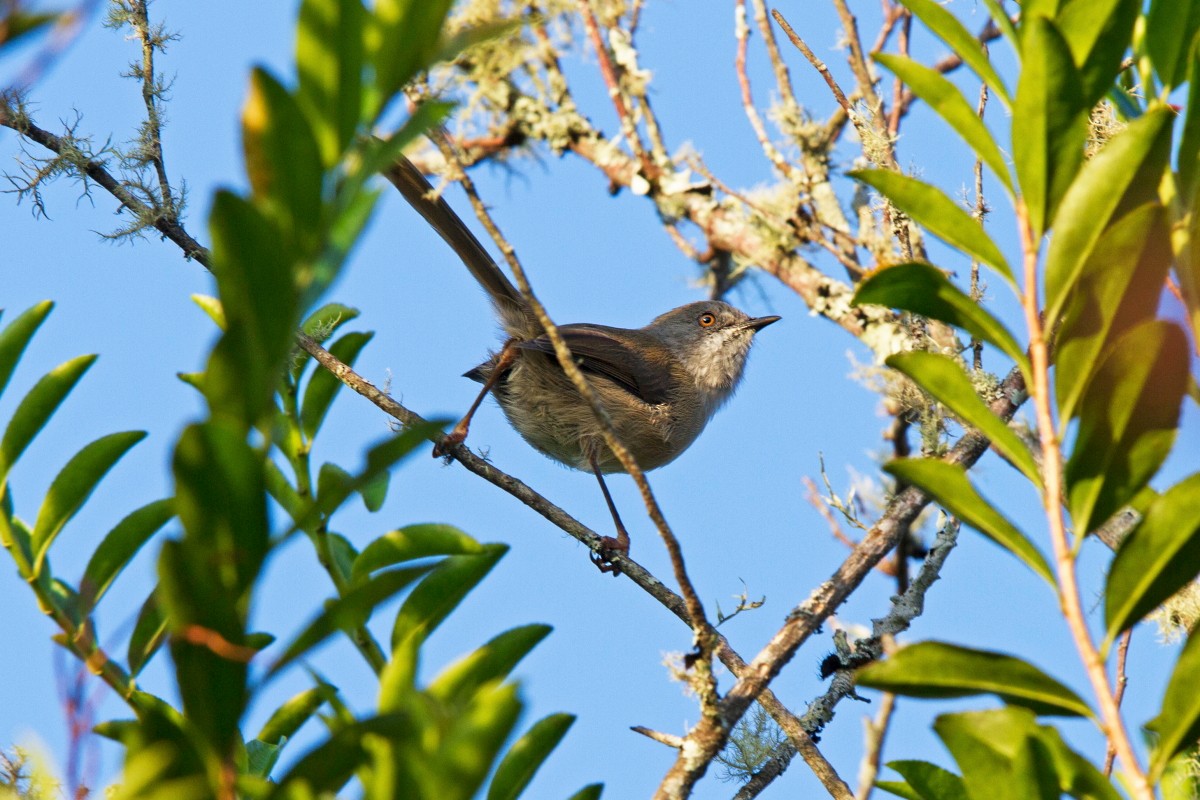 Roberts's Warbler - ML204672461