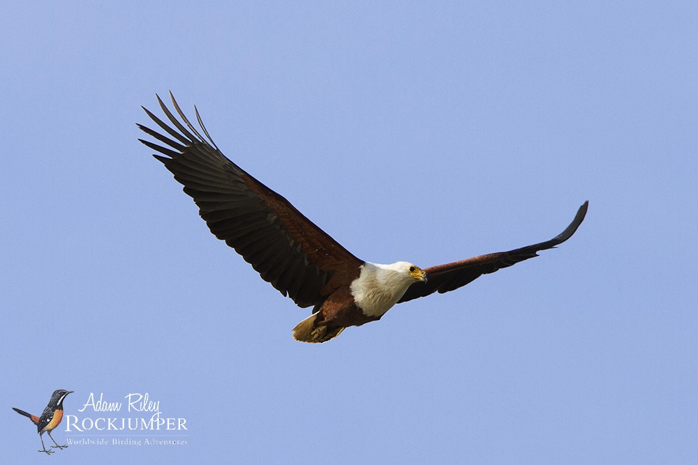 African Fish-Eagle - Adam Riley