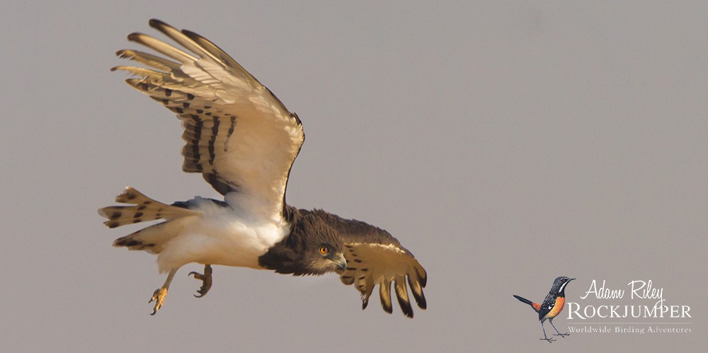 Black-chested Snake-Eagle - ML204672891