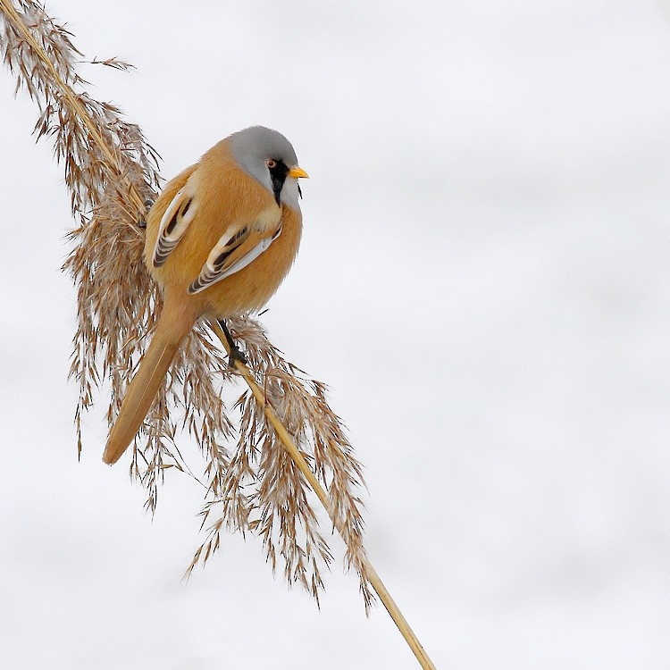 ヒゲガラ - ML204673041