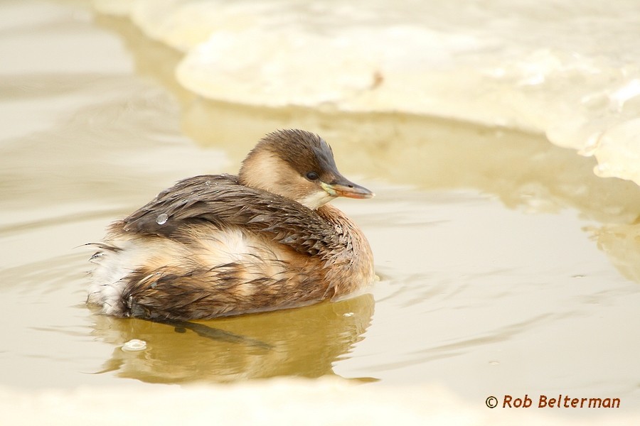 カイツブリ - ML204673051