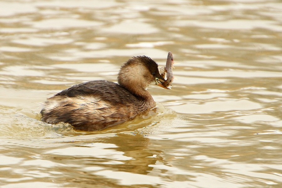 カイツブリ - ML204673061