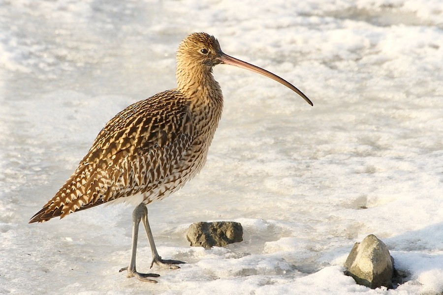 ダイシャクシギ - ML204673071