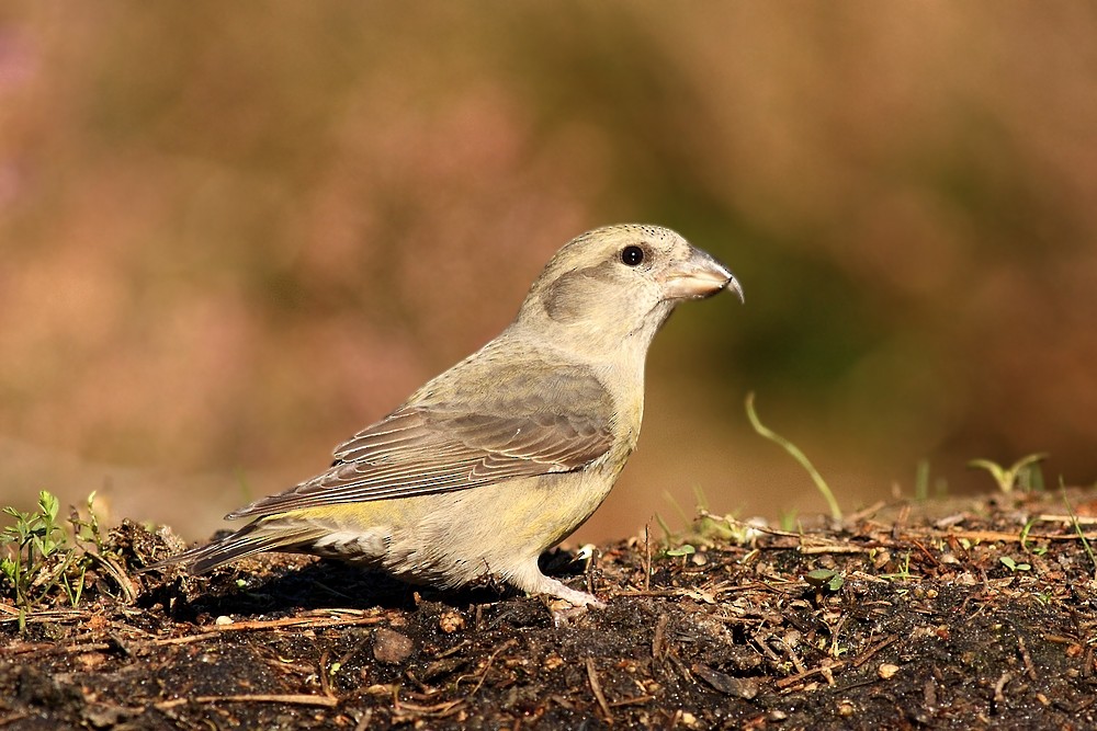 イスカ - ML204673321