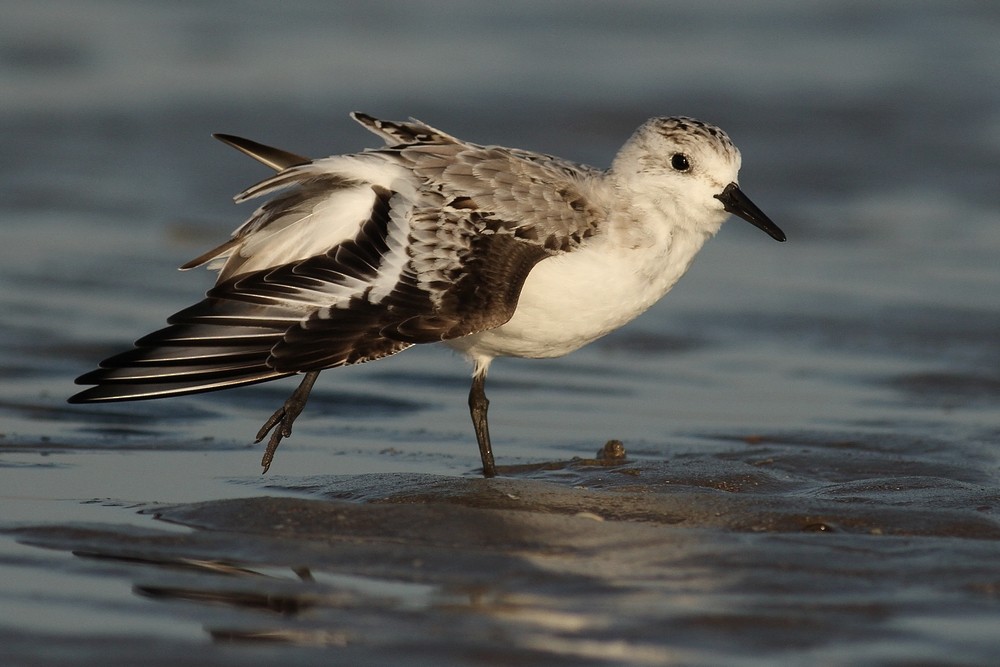 ミユビシギ - ML204673331