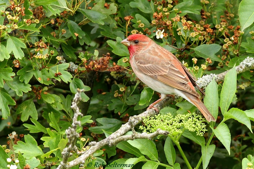 Common Rosefinch - Rob Belterman