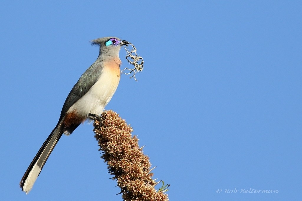 Crested Coua (Chestnut-vented) - ML204673451