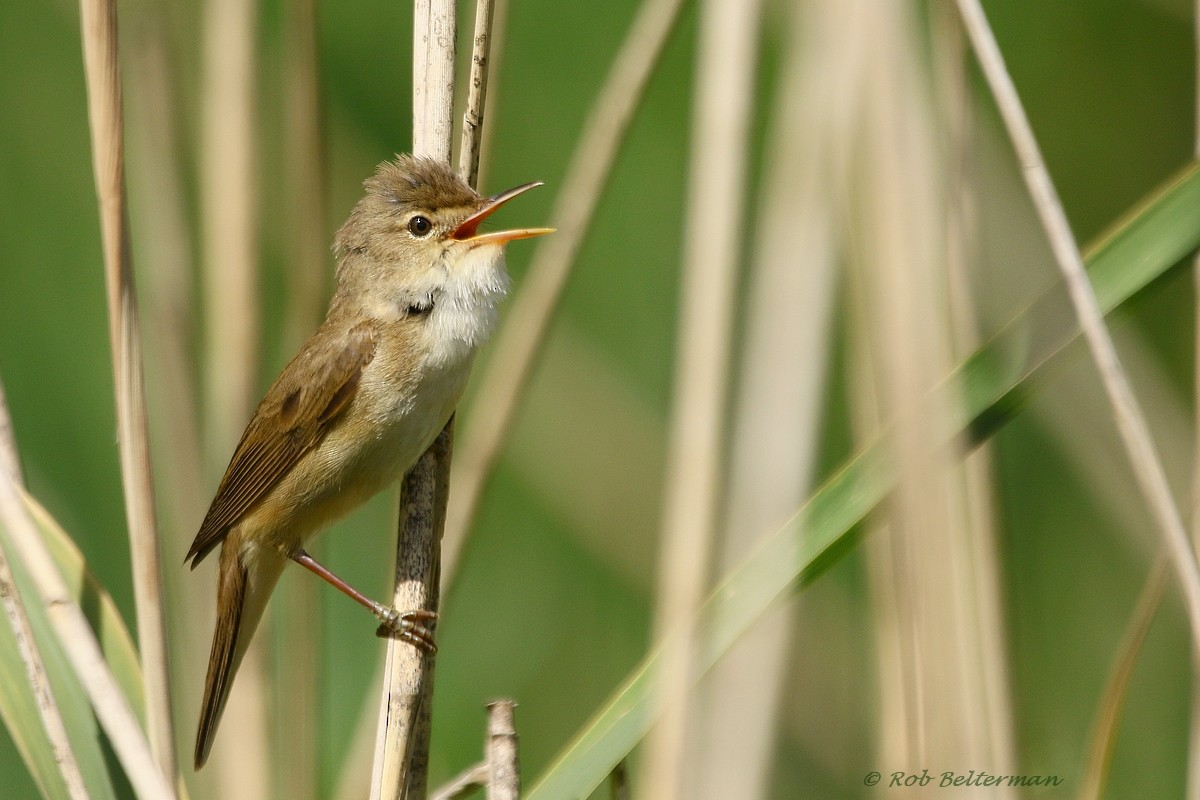 Common Reed Warbler (Common) - ML204673471