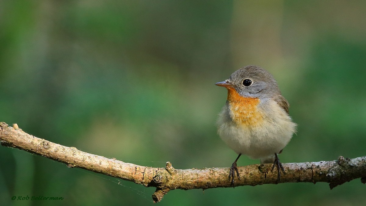 Red-breasted Flycatcher - Rob Belterman