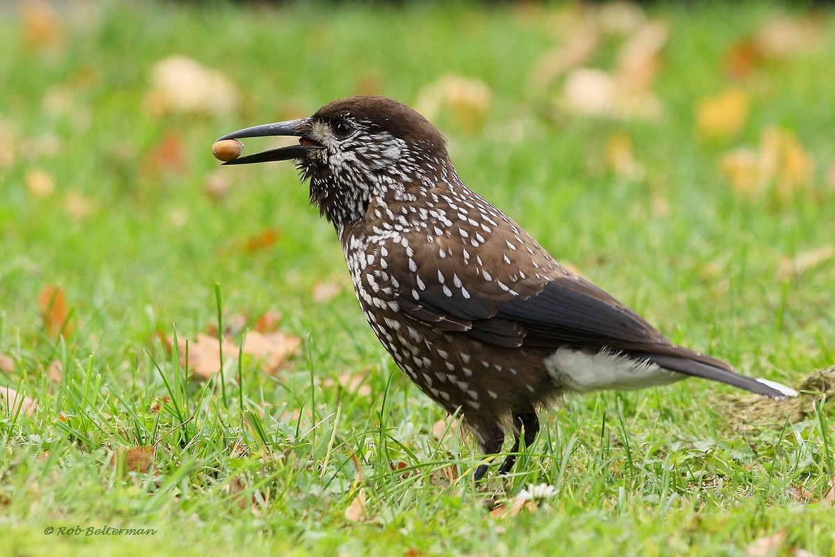 Eurasian Nutcracker (Northern) - Rob Belterman