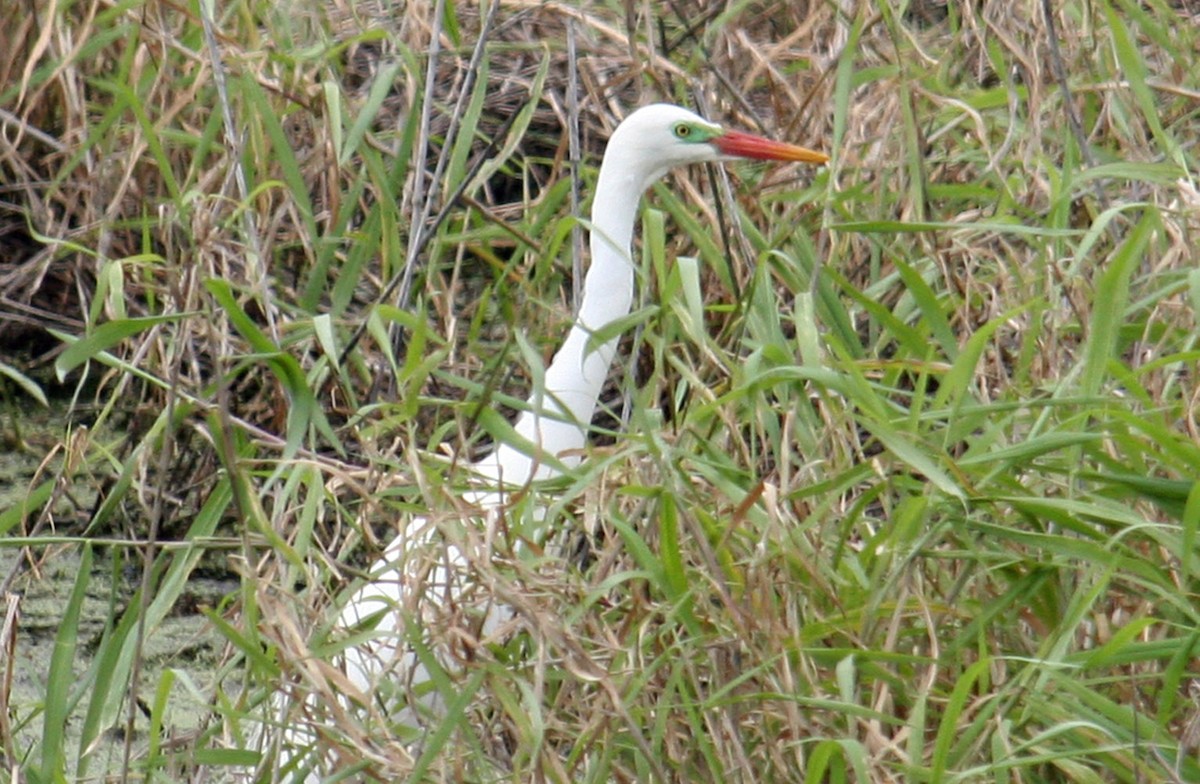Plumed Egret - ML204673551