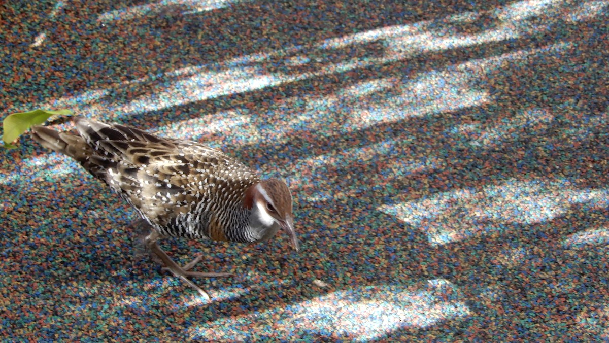 Buff-banded Rail - ML204673581
