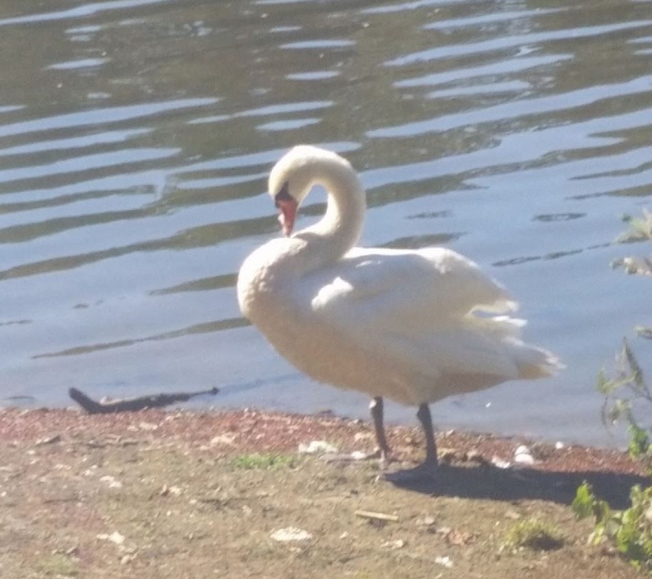 Mute Swan - ML20467421