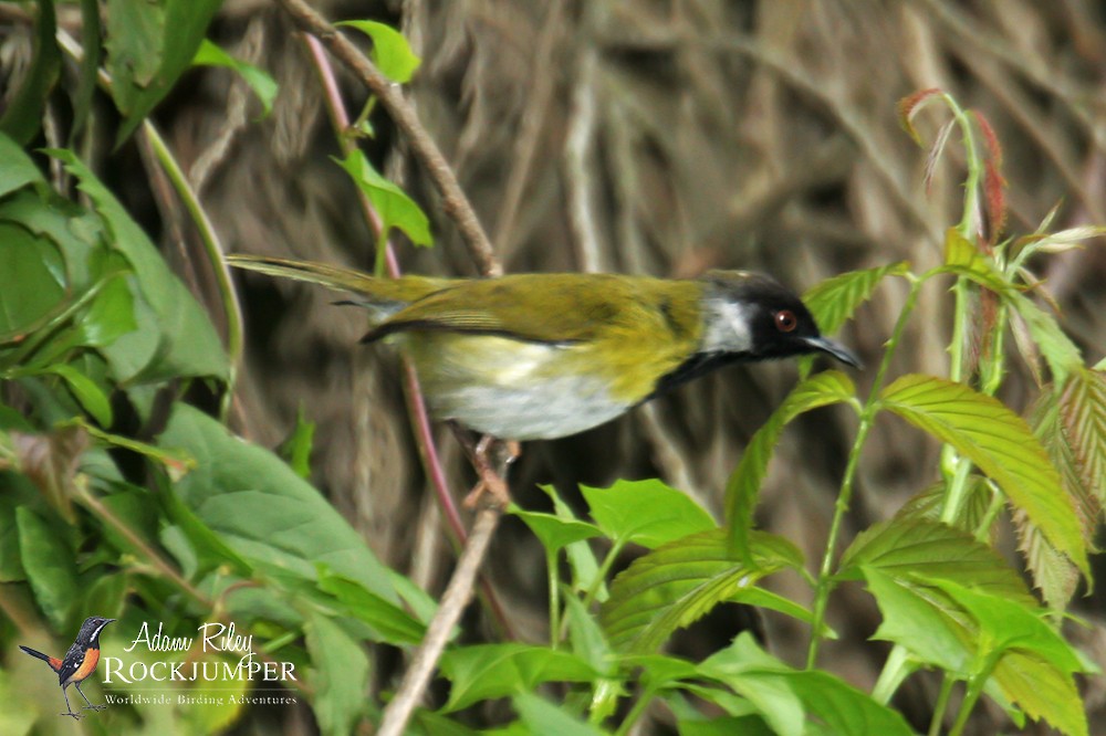 Black-faced Apalis - ML204674571