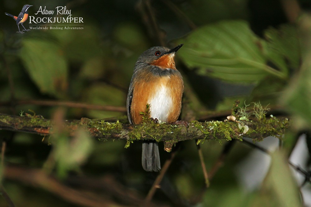 rwenzoriapalis - ML204674581
