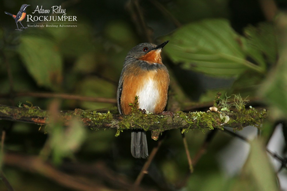 Rwenzori Apalis - ML204674581