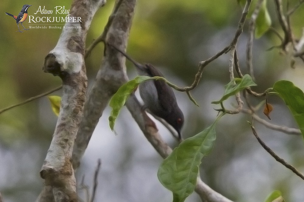 Sharpe's Apalis - Adam Riley