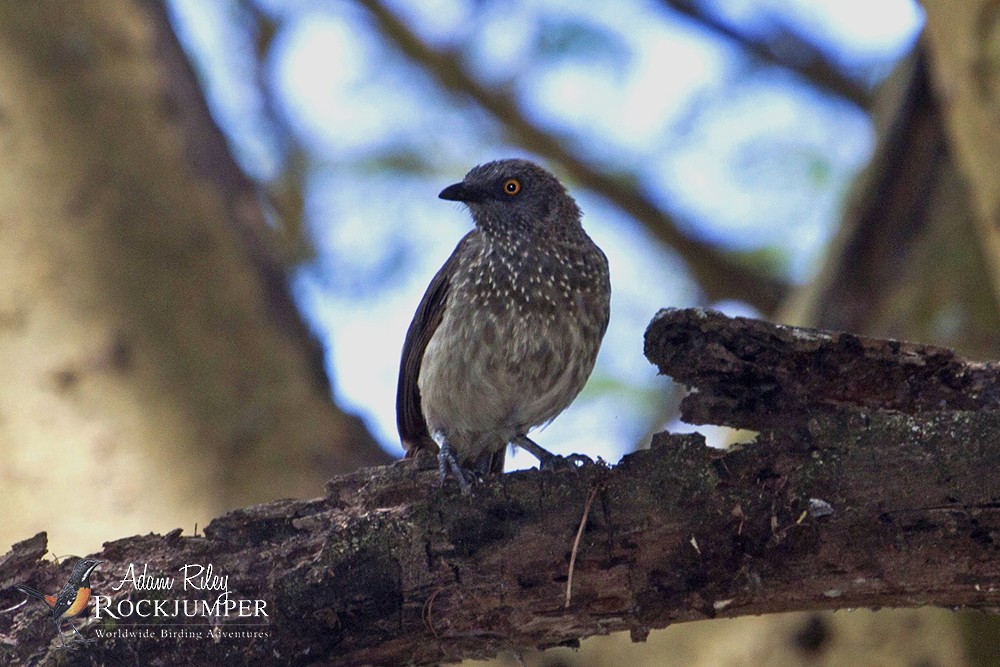 Arrow-marked Babbler - ML204674741