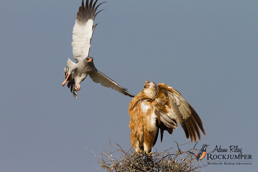 Tawny Eagle - ML204674881