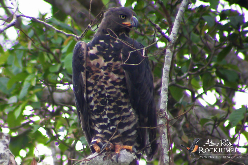 Crowned Eagle - ML204675061