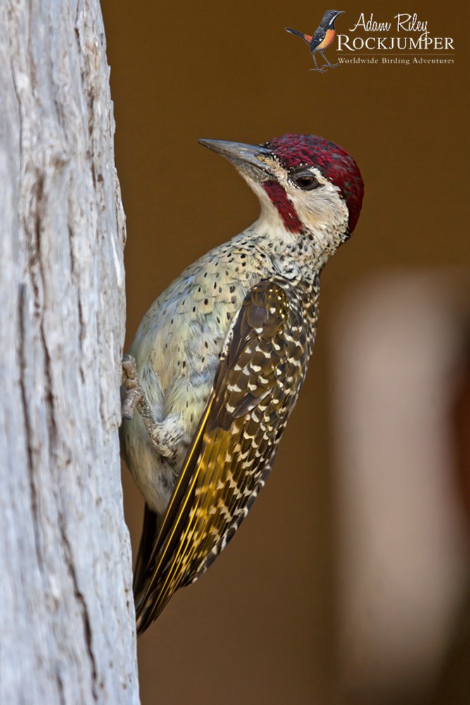Bennett's Woodpecker (Bennett's) - Adam Riley - Rockjumper Birding Tours