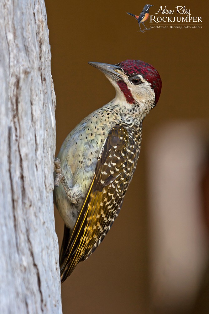 Bennett's Woodpecker (Bennett's) - ML204675211