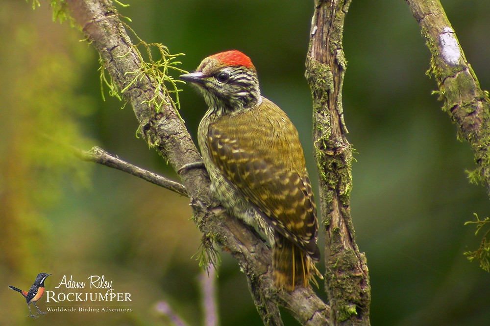 Cardinal Woodpecker - ML204675241