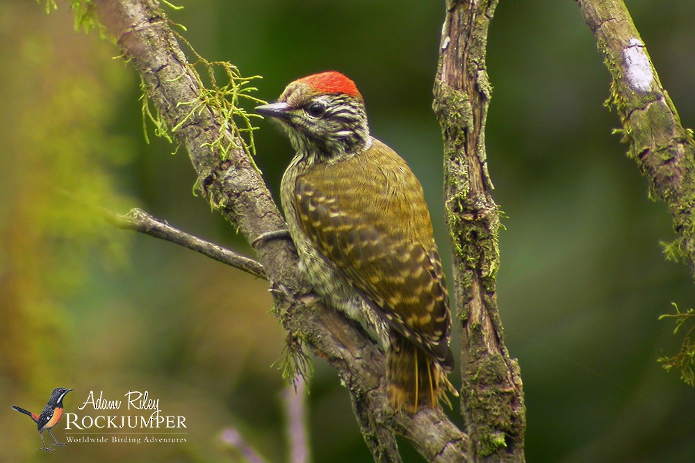 Cardinal Woodpecker - Adam Riley