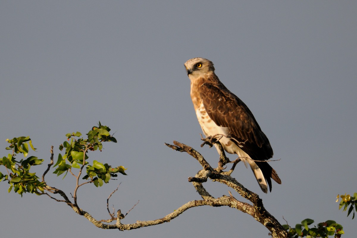 Black-chested Snake-Eagle - ML204675921