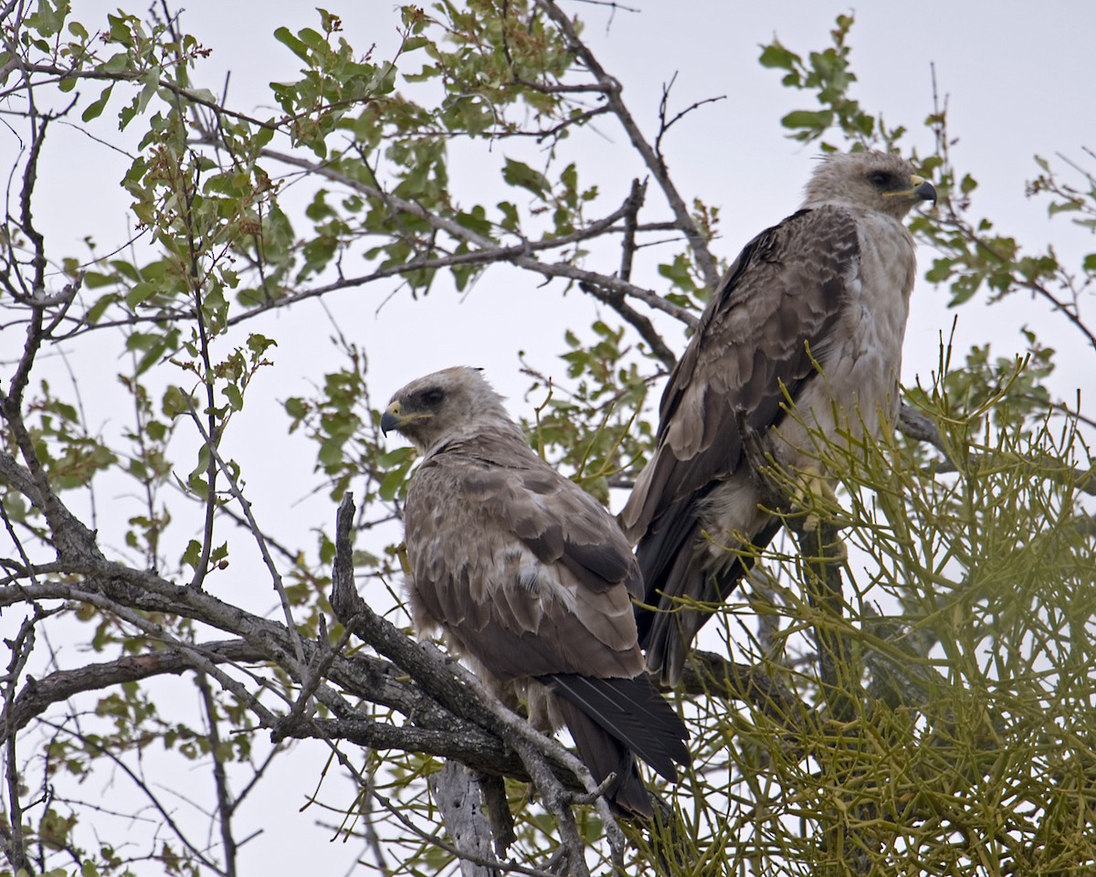 Wahlberg's Eagle - Roland Alder