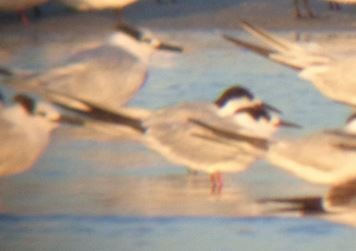 Common Tern - LynnErla Beegle