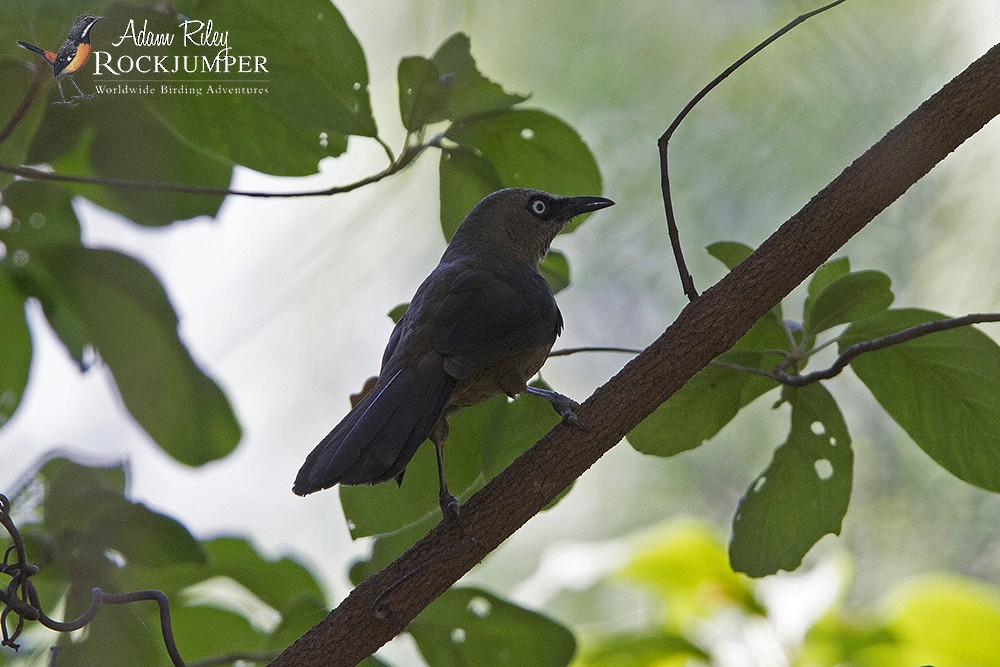 Dusky Babbler - ML204676581