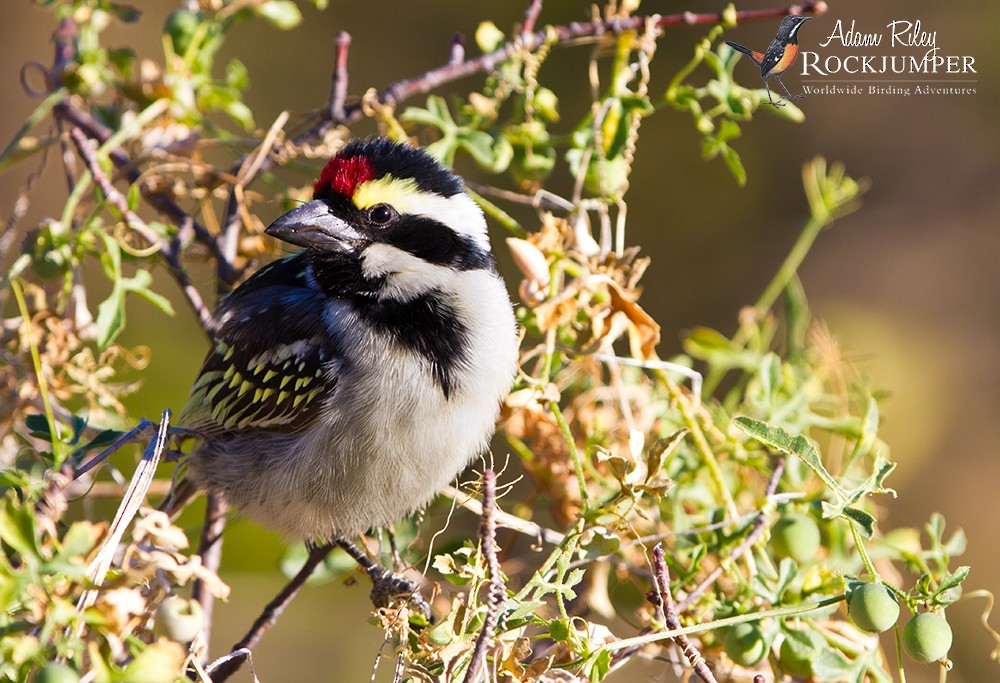 Pied Barbet - Adam Riley