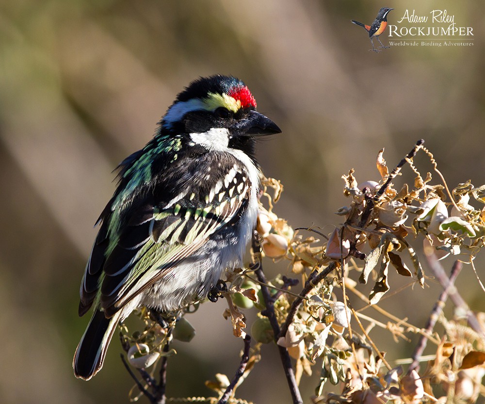 Pied Barbet - ML204676691