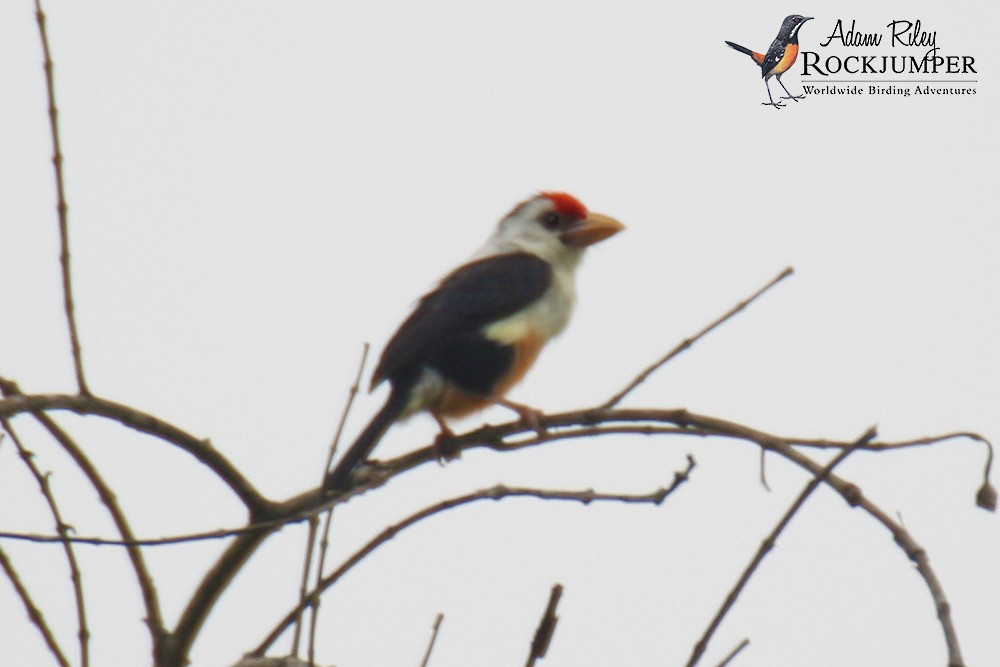 Black-backed Barbet (Brown-backed) - ML204676741