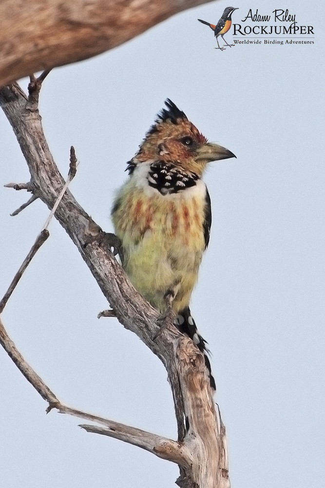 Crested Barbet - ML204676881