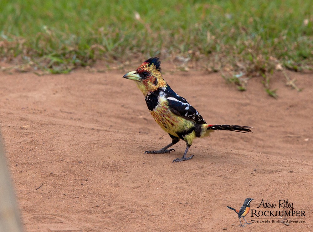 Crested Barbet - ML204676891